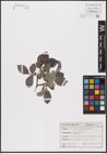 Foto von Salix aurita L.